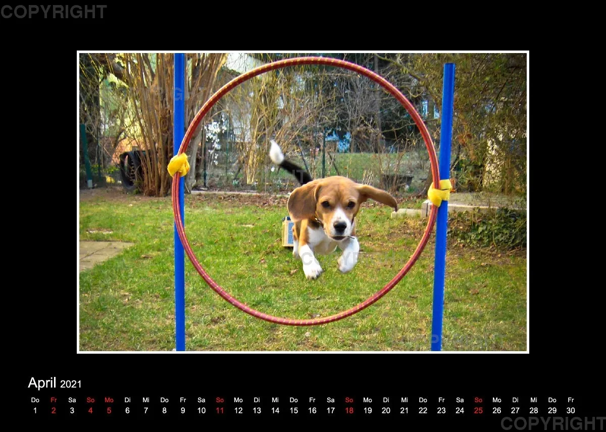 Trickhund Aika