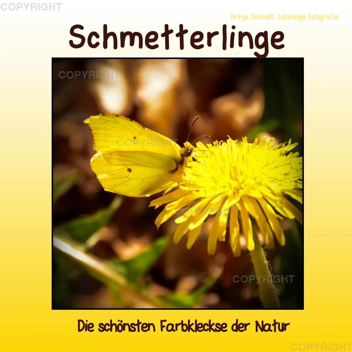 Schmetterlinge - die schönsten Farbkleckse der Natur