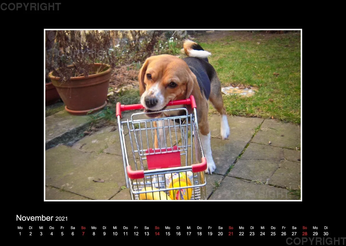 Trickhund Aika