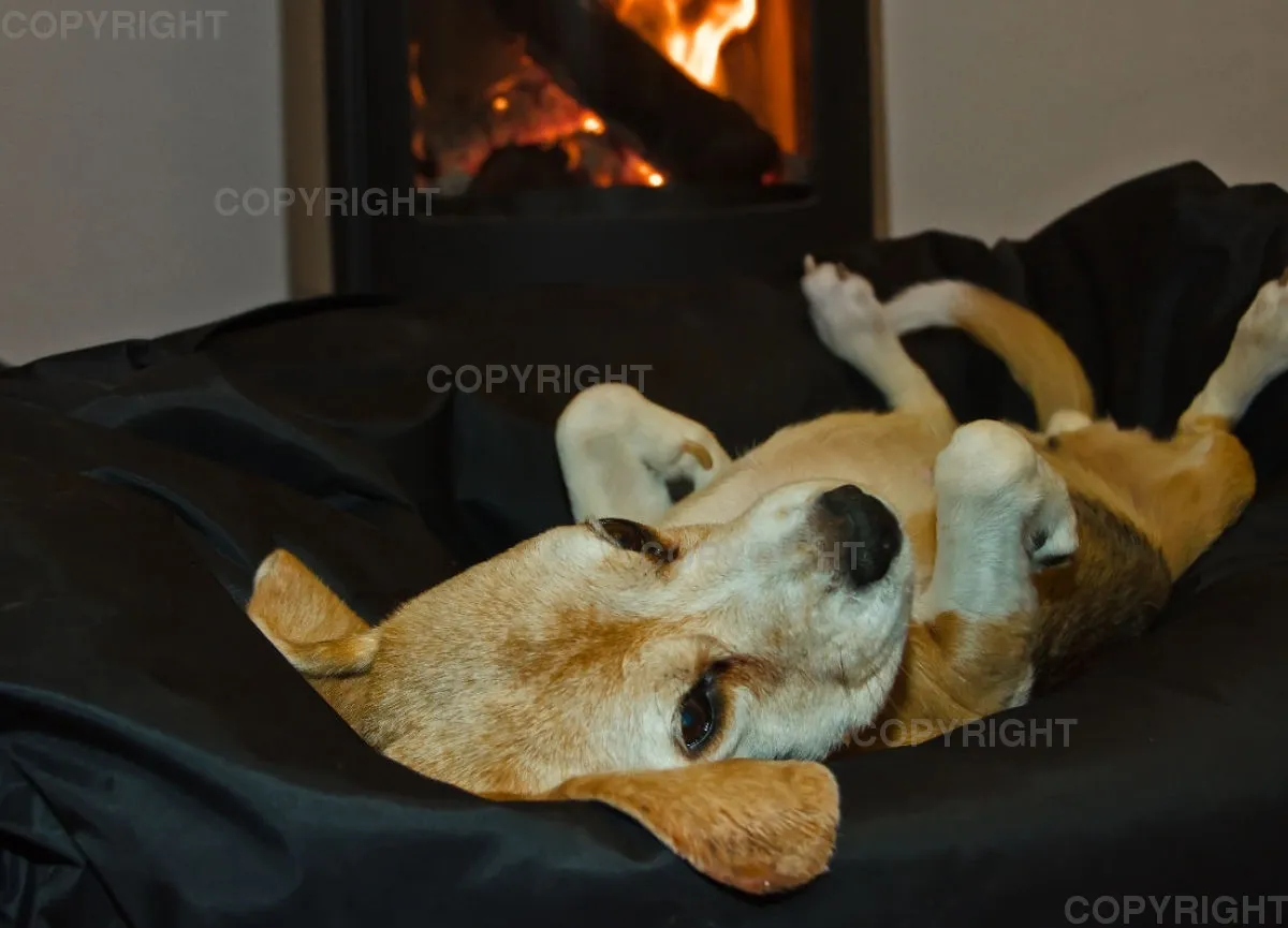 Beagle vorm Kaminfeuer