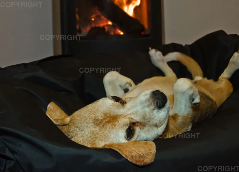 Beagle vorm Kaminfeuer