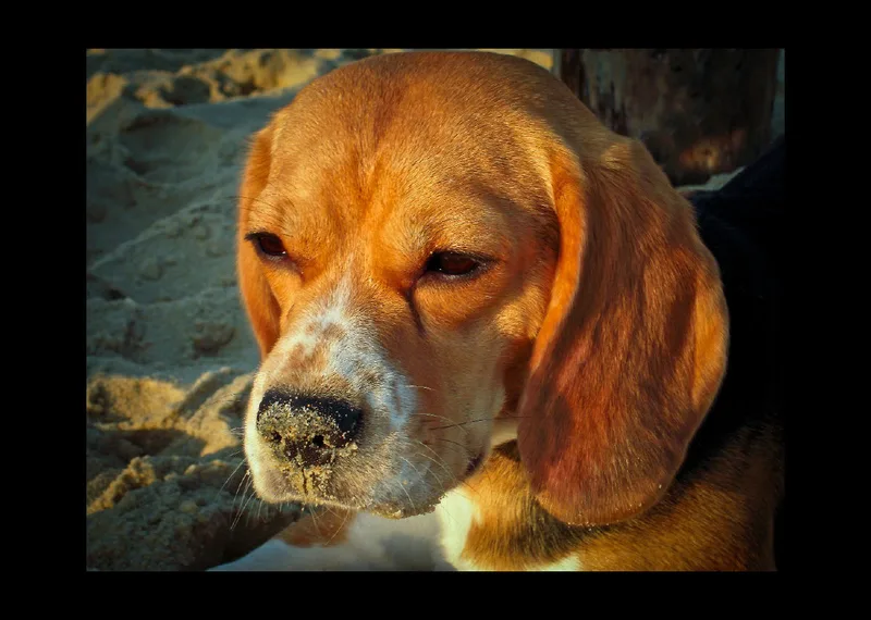 Das Leben eines glücklichen Beagles