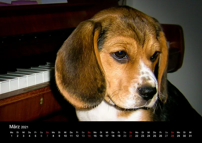 Das Leben eines glücklichen Beagles