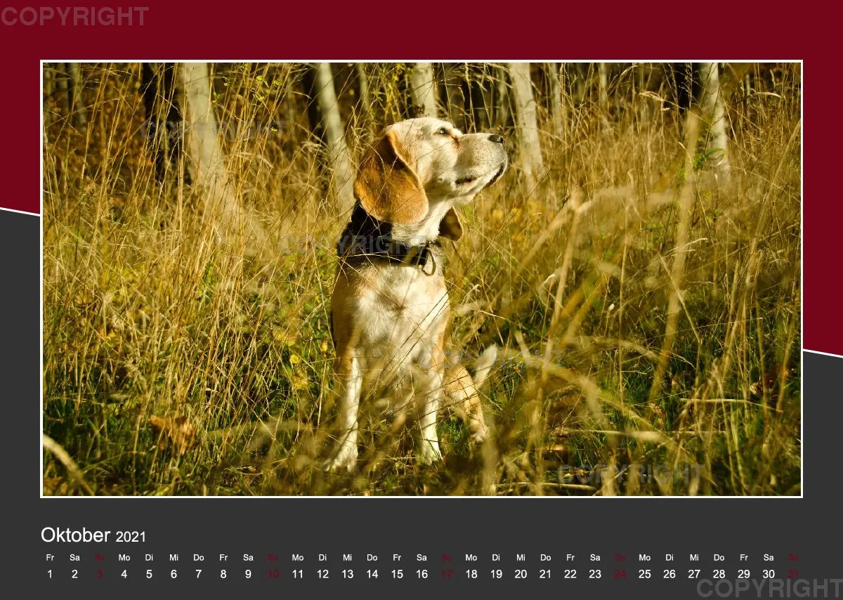 Das Leben eines glücklichen Beagles