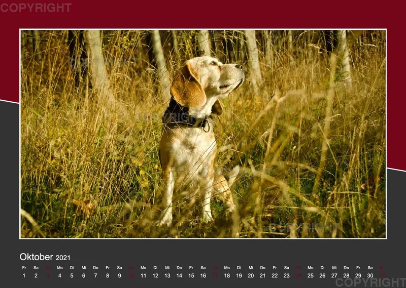 Das Leben eines glücklichen Beagles