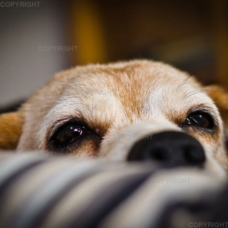 Beagleportrait
