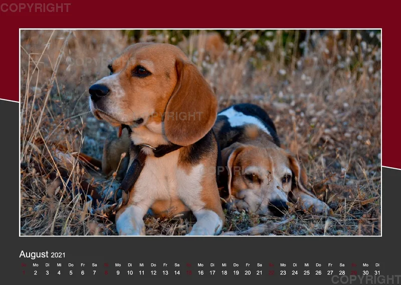 Das Leben eines glücklichen Beagles