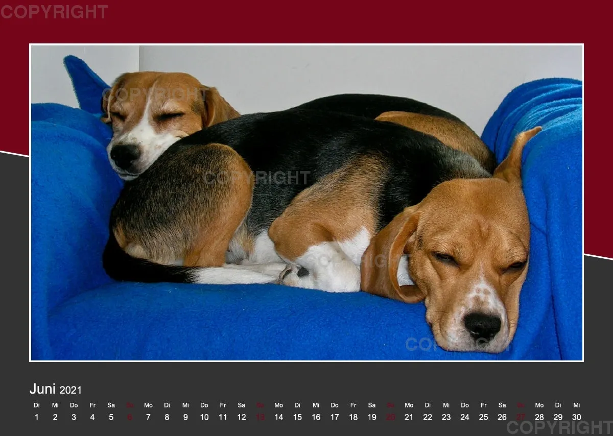 Das Leben eines glücklichen Beagles
