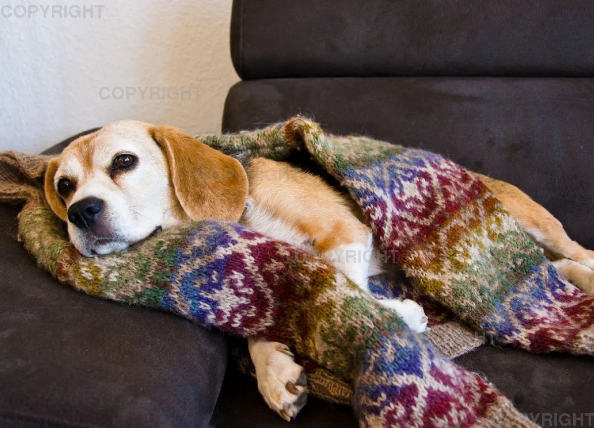 Beagle kuschelt
