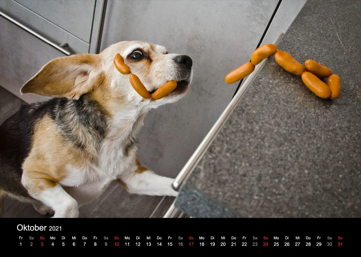Das Leben eines glücklichen Beagles