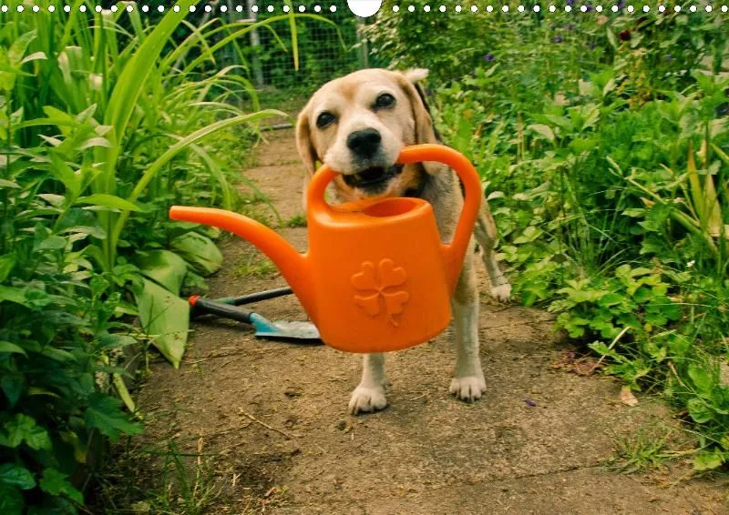 Der Garten nebenan