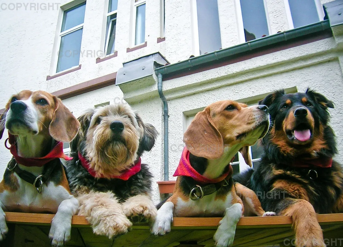 Hundegruppe im Platz