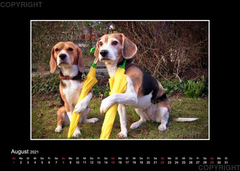 Trickhund Aika