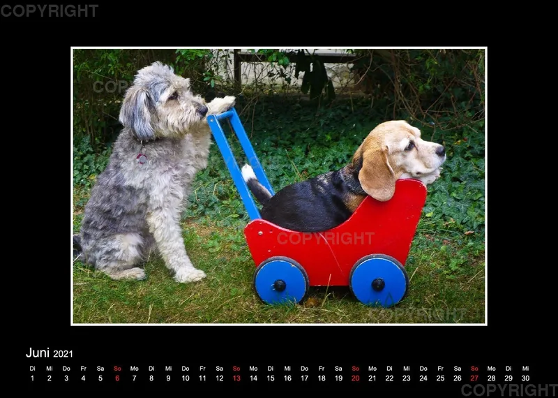 Trickhund Aika