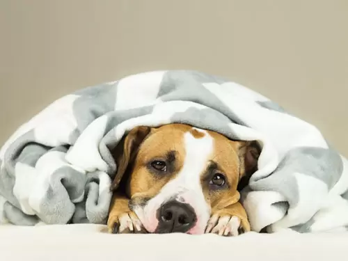 Einkuscheln in selbst gestaltete Fotodecken