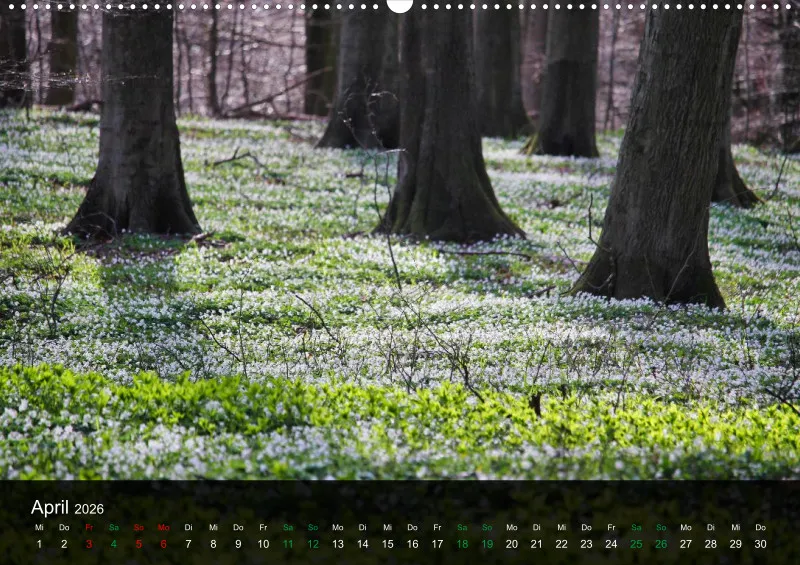 buchenblatt.art Kalender 2026 A2