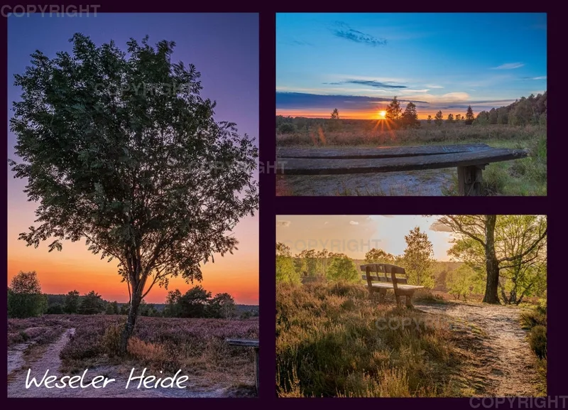 Weseler Heide