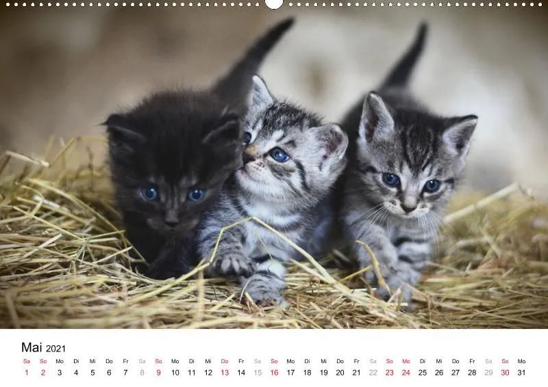 12 Leben