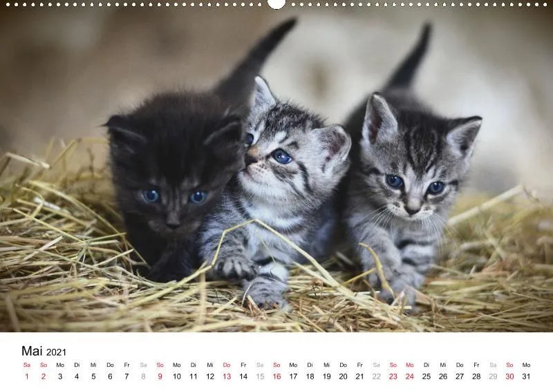 12 Leben