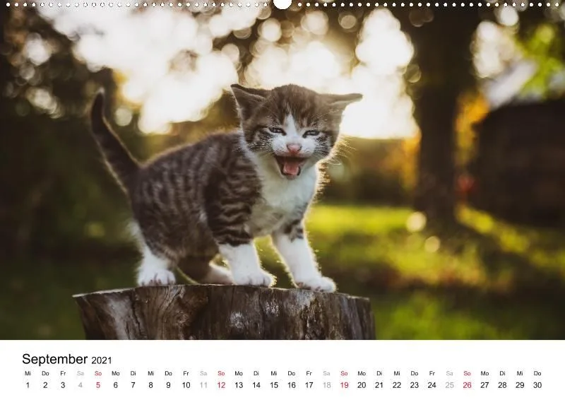 12 Leben