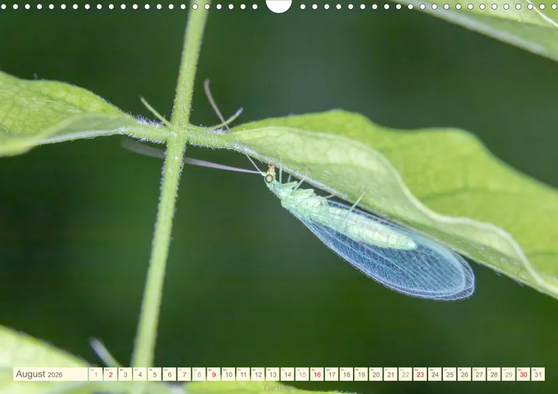 Insekten