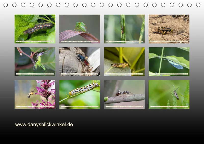 Insekten
