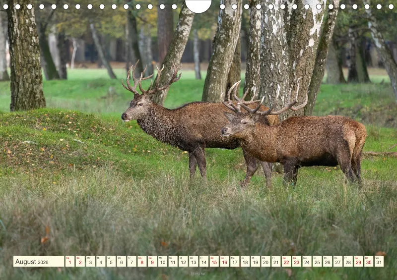 Wildtiere