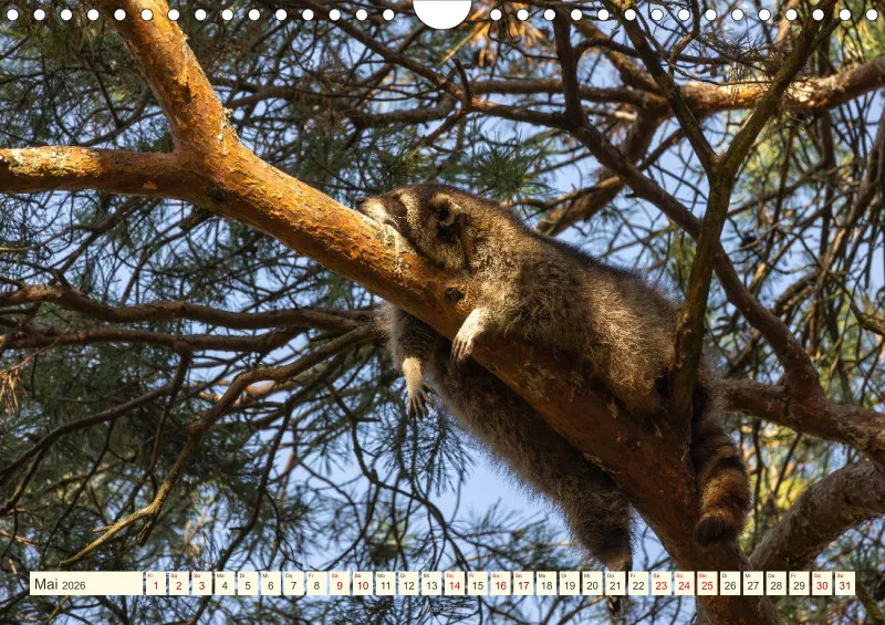 Wildtiere
