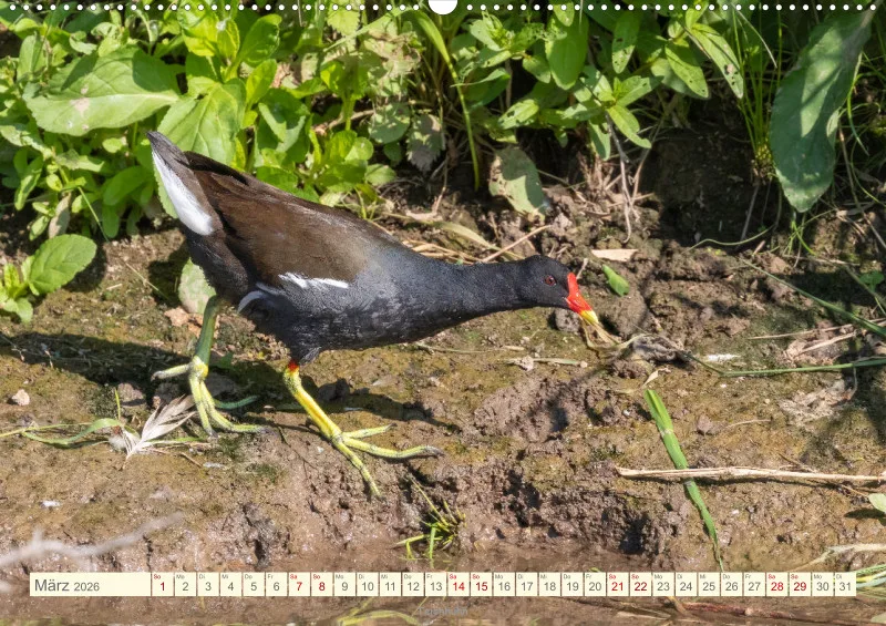 Vögel II