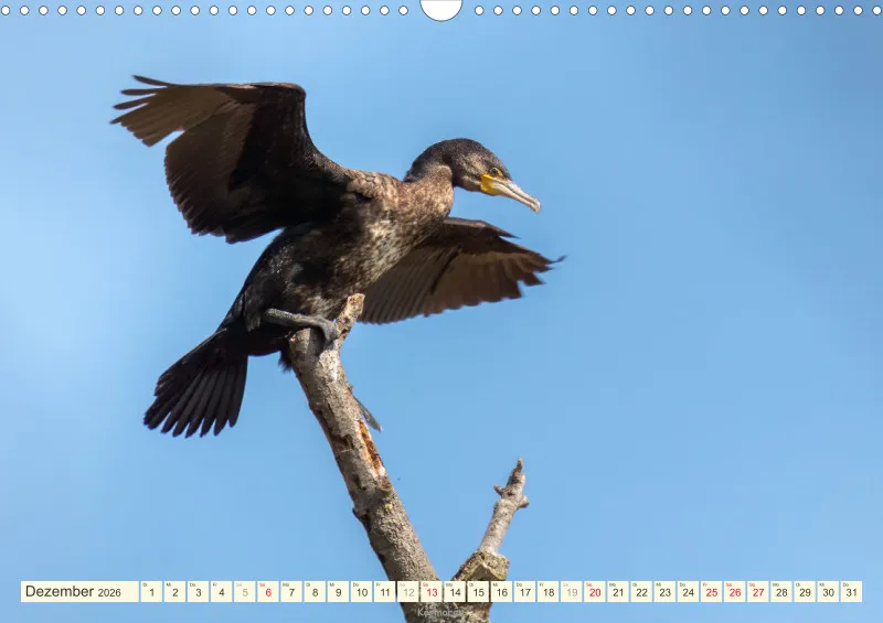 Vögel am Wasser