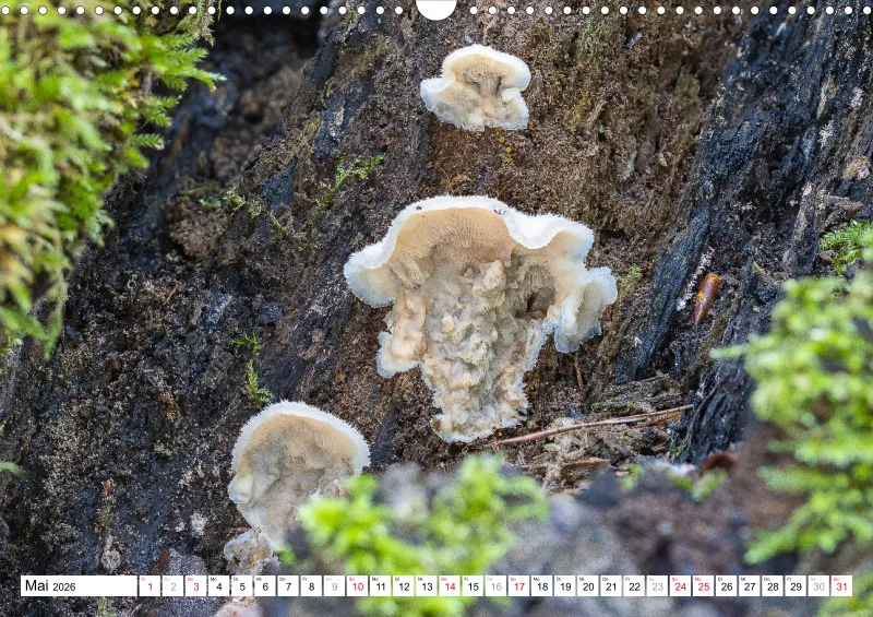 Pilze