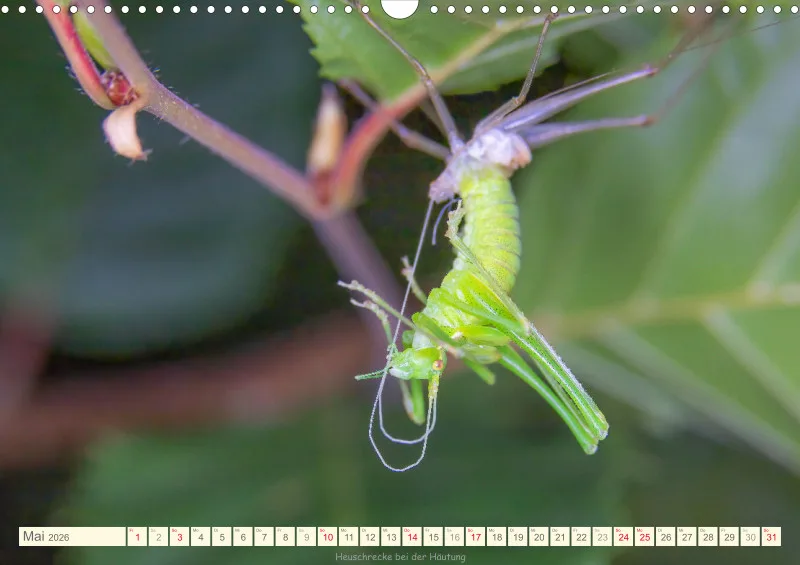 Insekten