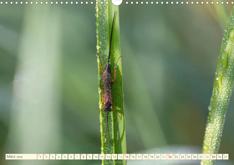 Insekten