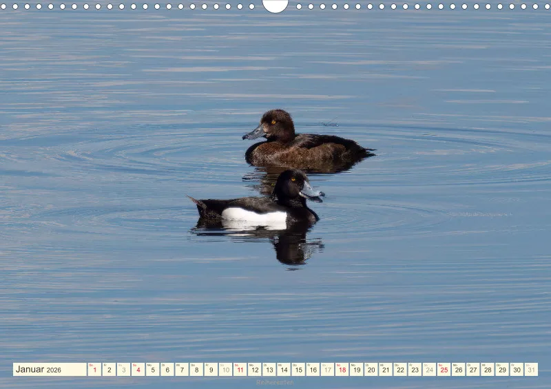 Vögel am Wasser