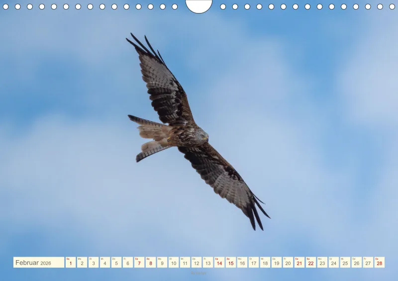 Vögel II