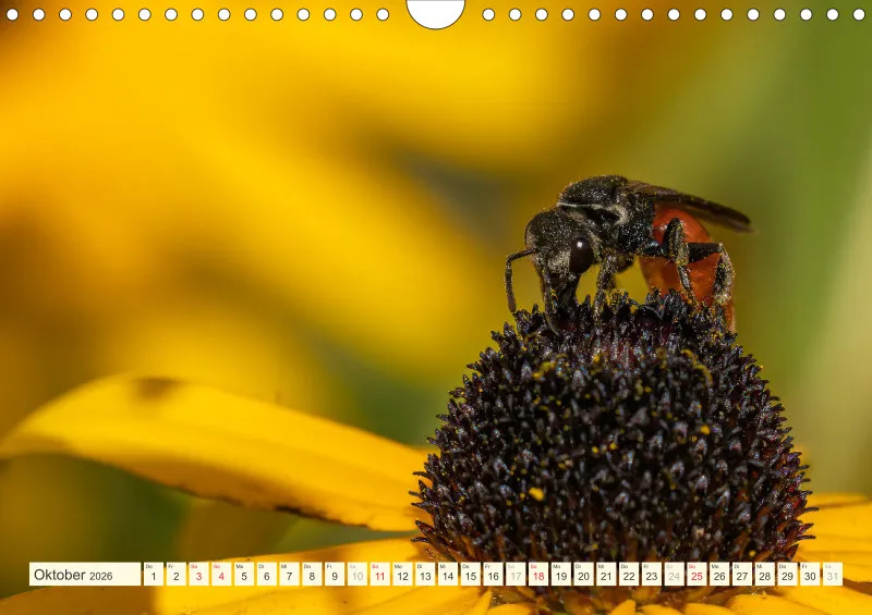 Bienen/Hummeln