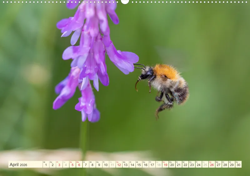 Bienen/Hummeln