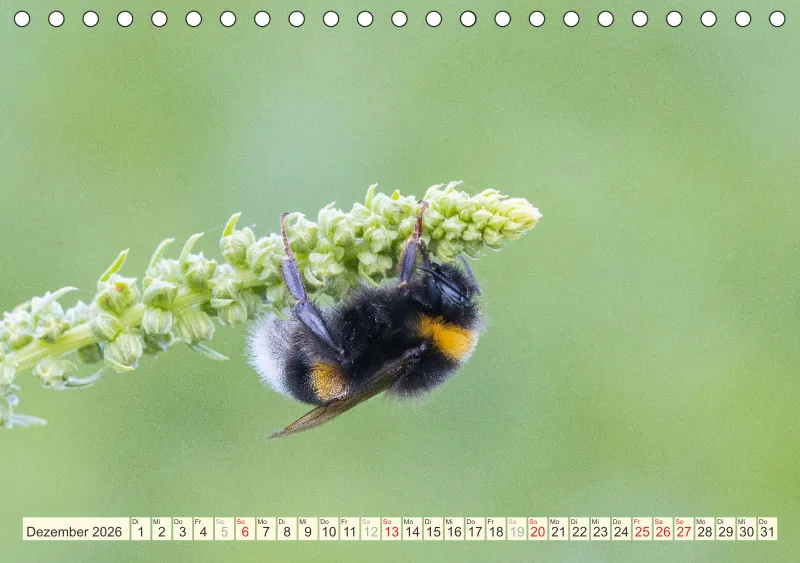 Bienen/Hummeln