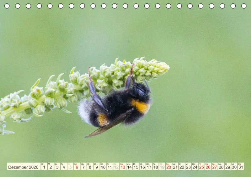 Bienen/Hummeln