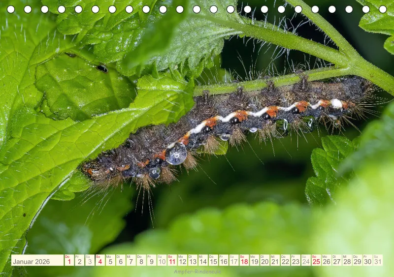 Insekten