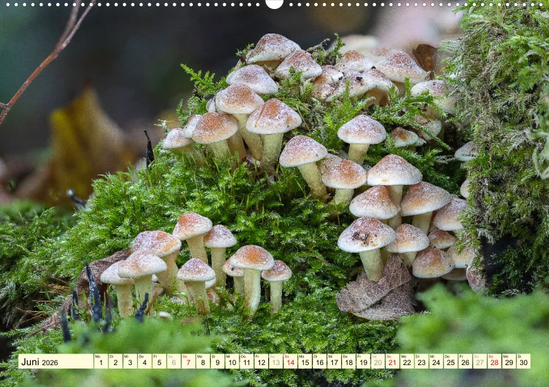 Pilze
