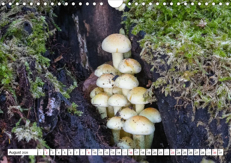 Pilze