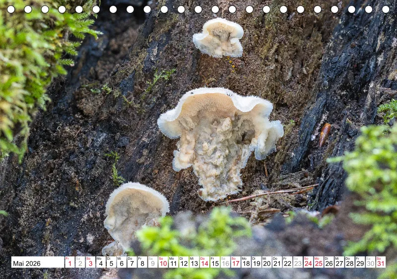 Pilze