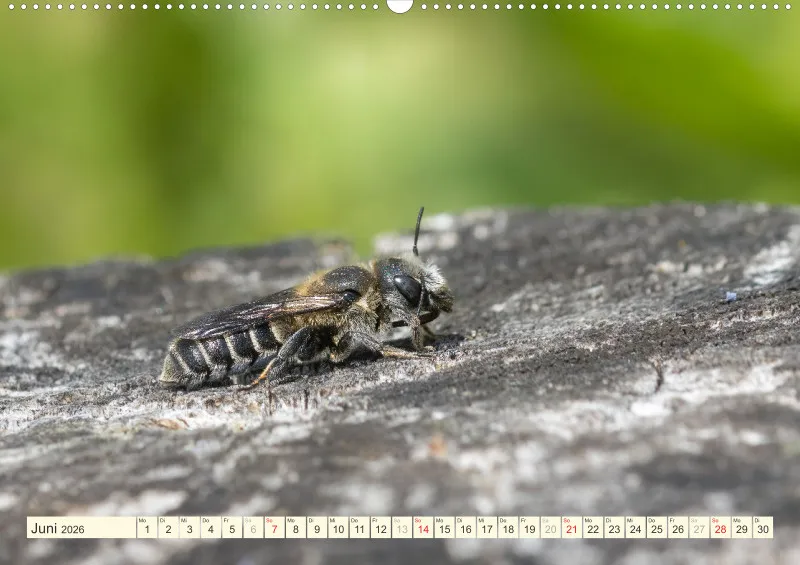 Bienen/Hummeln