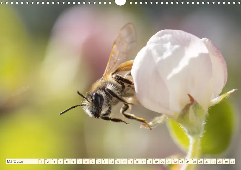 Bienen/Hummeln