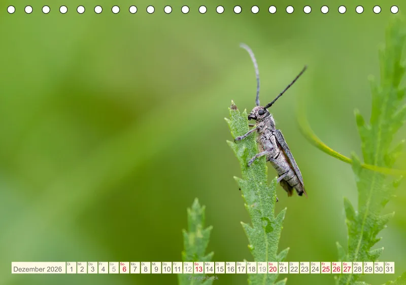 Insekten
