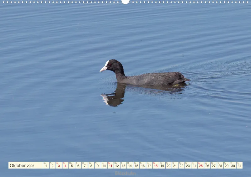 Vögel am Wasser