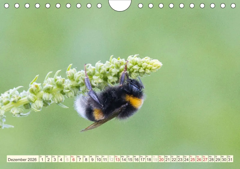 Bienen/Hummeln