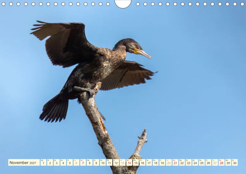 Vögel am Wasser