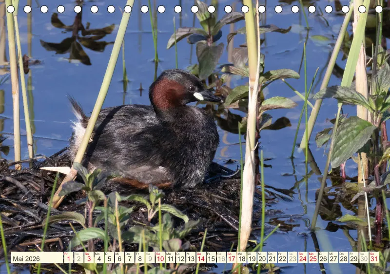Vögel am Wasser